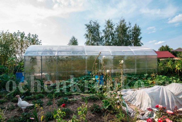 Теплица Миттлайдер 3,5м фото 13