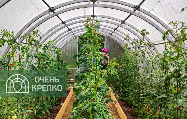 Теплица Усиленная Титан 3м фото 8