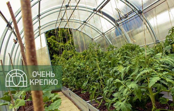 Теплица Усиленная 2,5 м фото 8