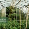 Теплица Усиленная 2,5 м фото 7