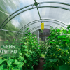 Теплица Звезда 2,5м фото 4