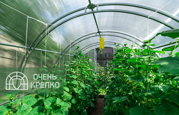 Теплица Звезда 2,5м фото 4