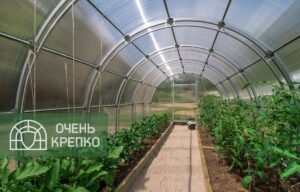 Теплица Усиленная ширина 2,5 м